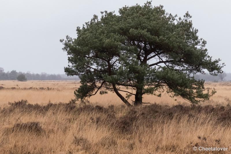 P1260775.JPG - Strabrechtse Heide 21 februari 2016