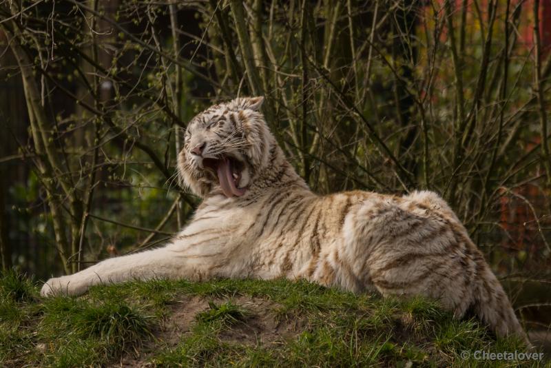 _DSC0176.JPG - Witte Tijger