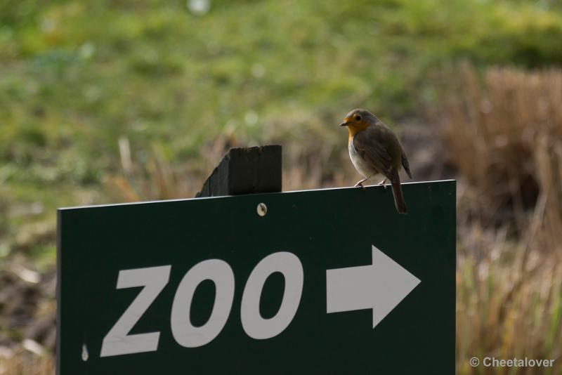 _DSC0322.JPG - Een Roodborstje wijst de weg