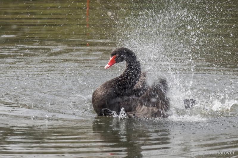 _DSC0330.JPG - Zwarte Zwaan