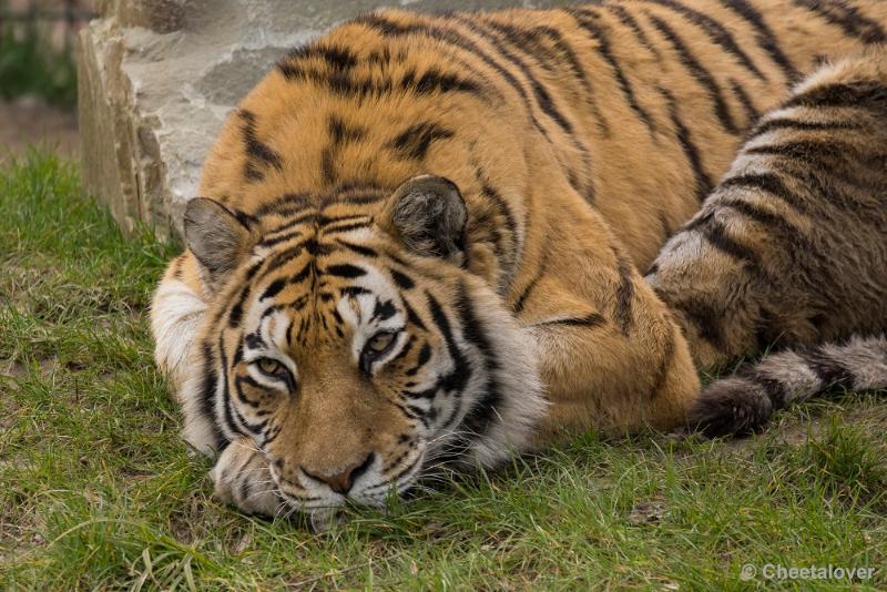 _DSC0395.JPG - Syberische Tijger