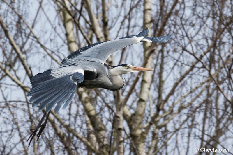 _DSC0489.JPG - Blauwe Reiger