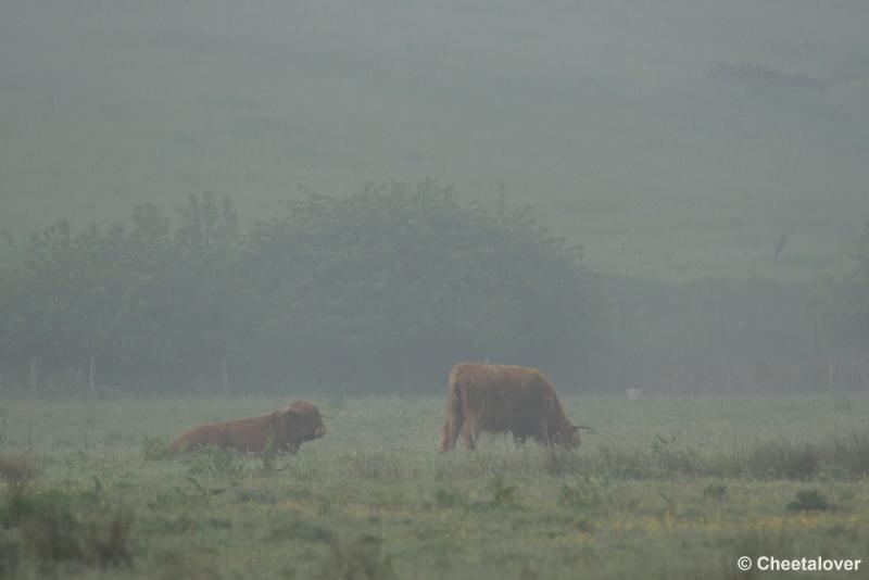 _DSC0011.JPG - Schotse Hooglanders zijn er veel te zien op Huis ter Heide