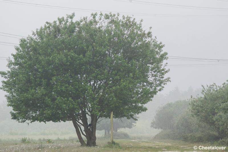 _DSC0013.JPG - Huis ter Heide, een mooi Landgoed maar ook eliktriciteitsmasten, een uitdaging om deze niet in beeld te brengenmaar soms lukt het niet