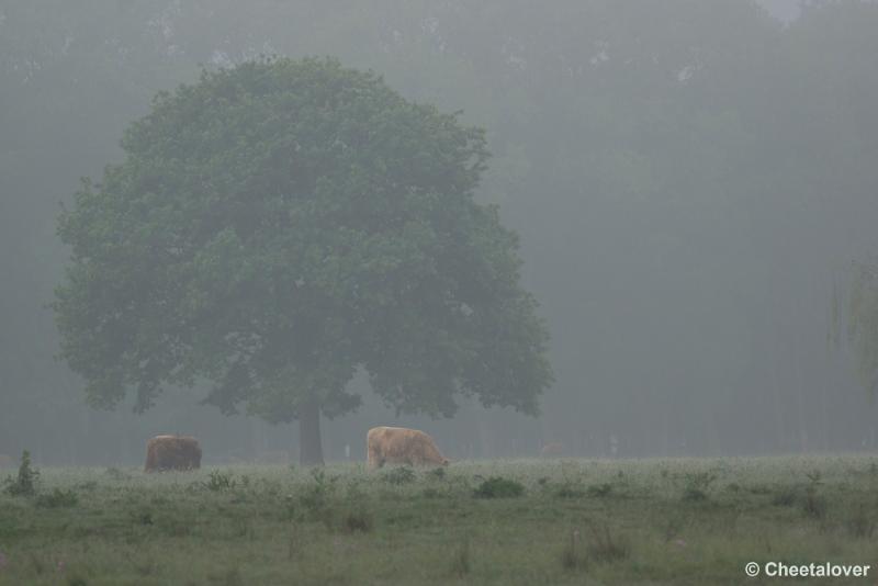 _DSC0017.JPG - Weer een paar Schotse Hooglanders onder een prachtig gevormde Eikenboom