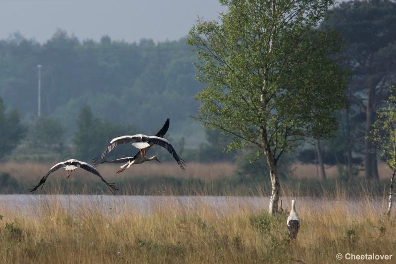 _DSC0195.JPG - Ooievaar