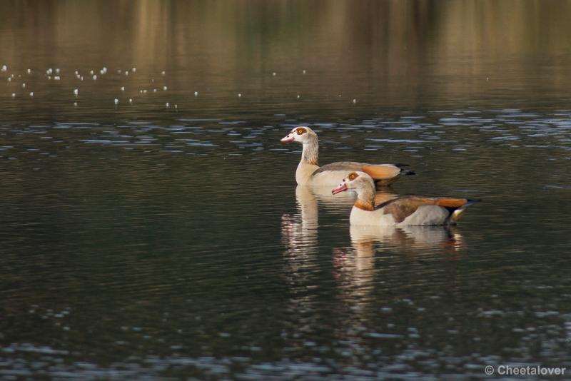 _DSC0205.JPG - Nijlgans