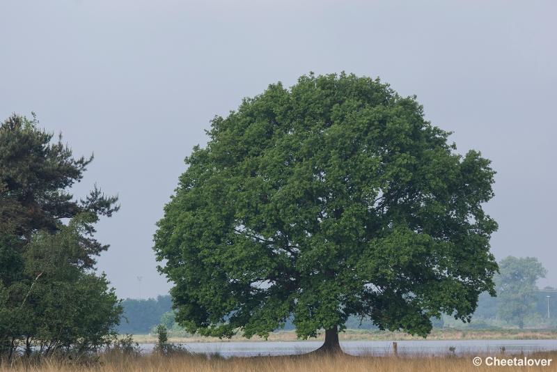 _DSC0208.JPG - Er staan een paar prachtig gevormde Eikenbomen langs de vennen