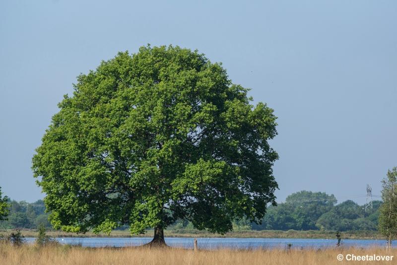 _DSC0297.JPG - Eikenboom in de zon