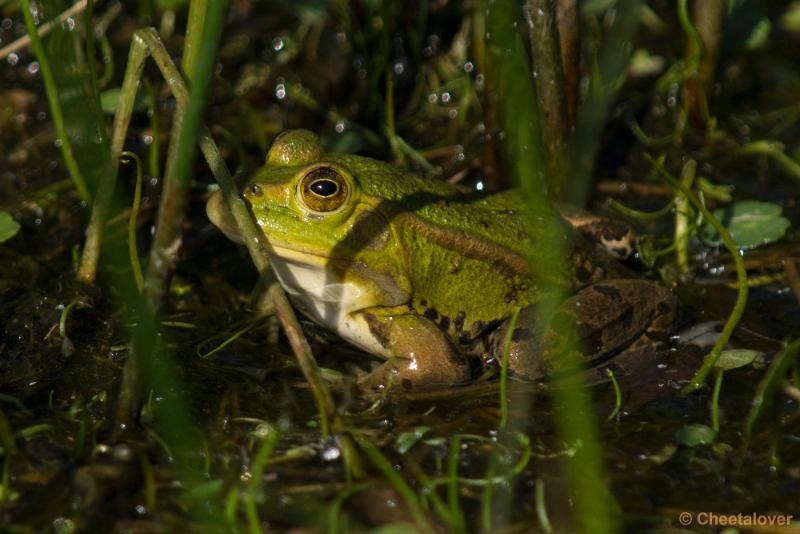 _DSC0330.JPG - Groene Kikker