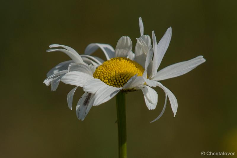 _DSC0389.JPG - Margriet