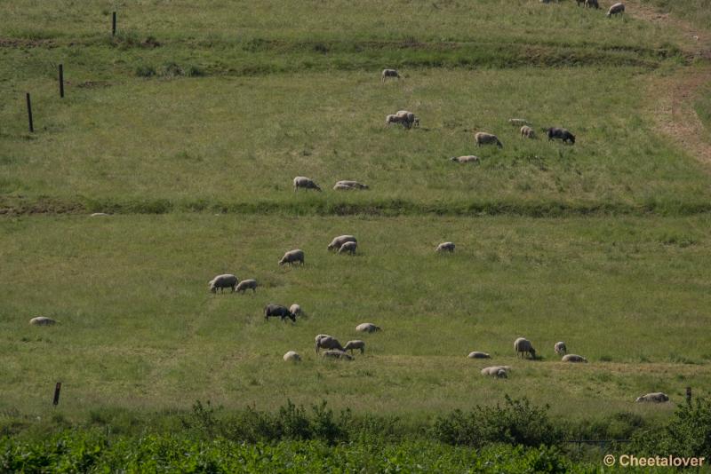 _DSC0423.JPG - Grazende Schapen