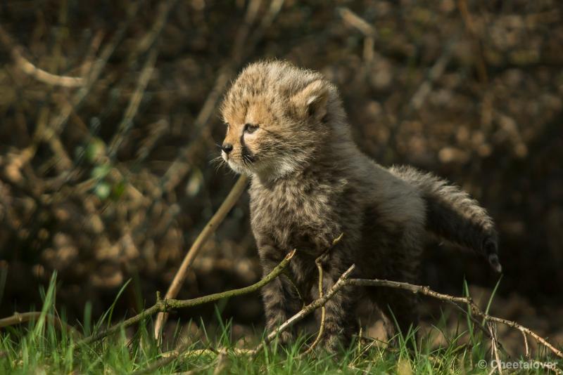 _DSC0104.JPG - Safaripark Beekse Bergen