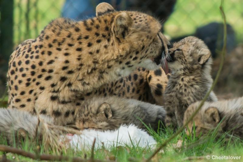 _DSC0220.JPG - Safaripark Beekse Bergen