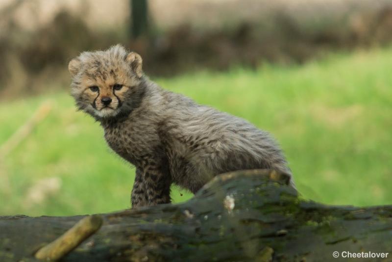 _DSC0275.JPG - Safaripark Beekse Bergen