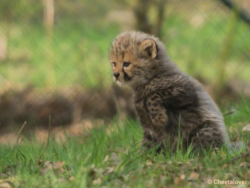 _DSC0380.JPG - Safaripark Beekse Bergen