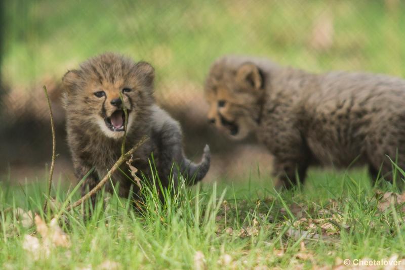 _DSC0384.JPG - Safaripark Beekse Bergen