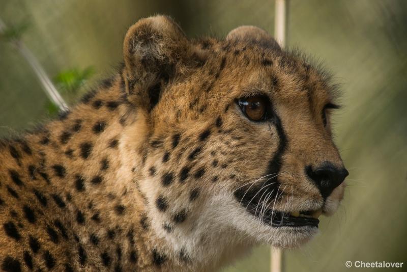 _DSC0437.JPG - Safaripark Beekse Bergen