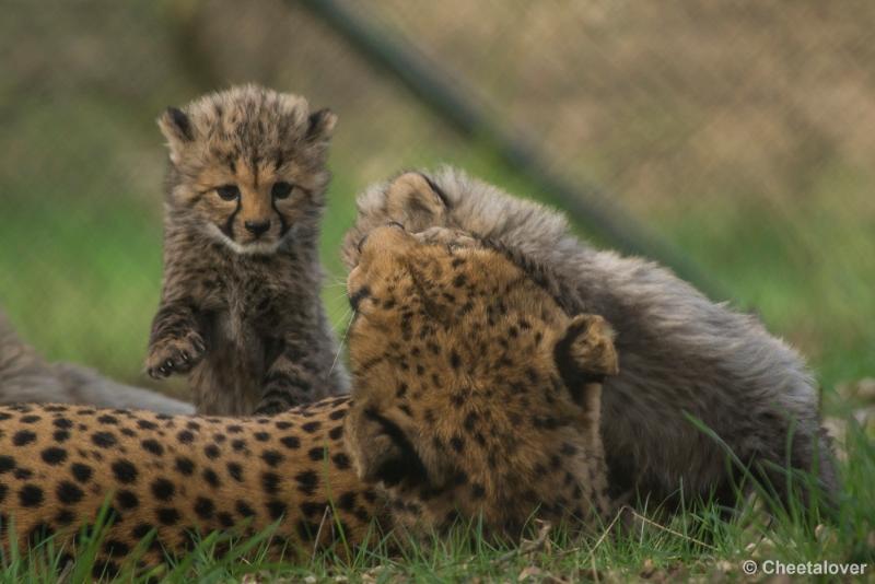 _DSC0444.JPG - Safaripark Beekse Bergen