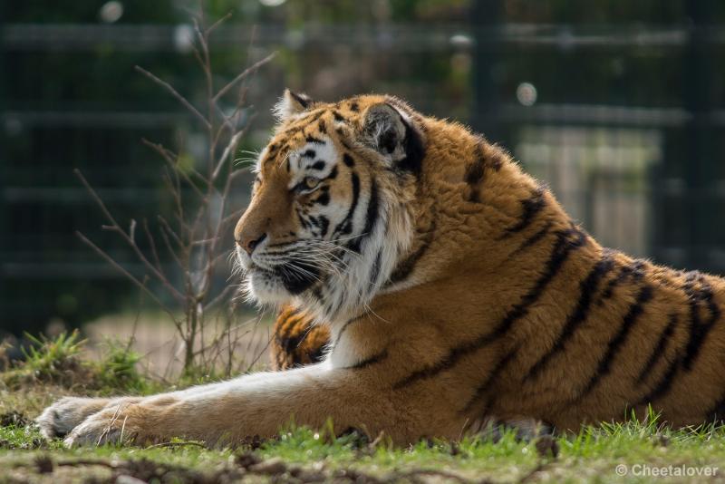 _DSC0543.JPG - Safaripark Beekse Bergen