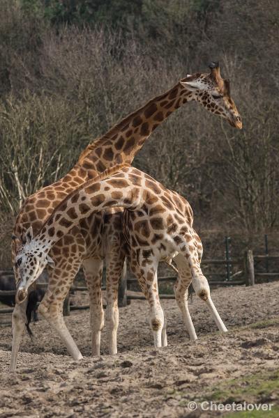 _DSC0568.JPG - Safaripark Beekse Bergen