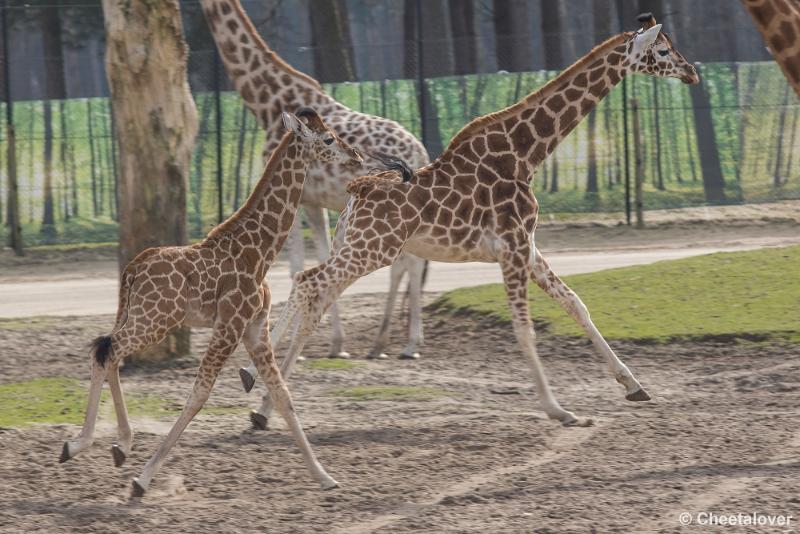 _DSC0607.JPG - Safaripark Beekse Bergen