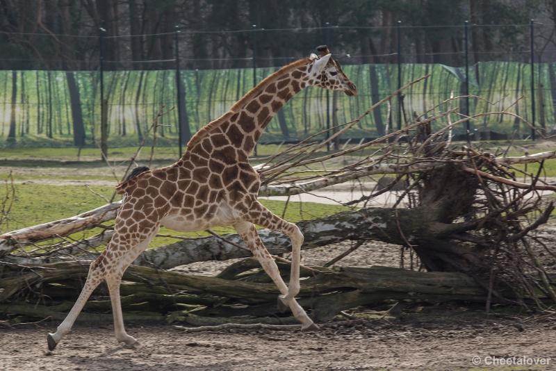 _DSC0614.JPG - Safaripark Beekse Bergen