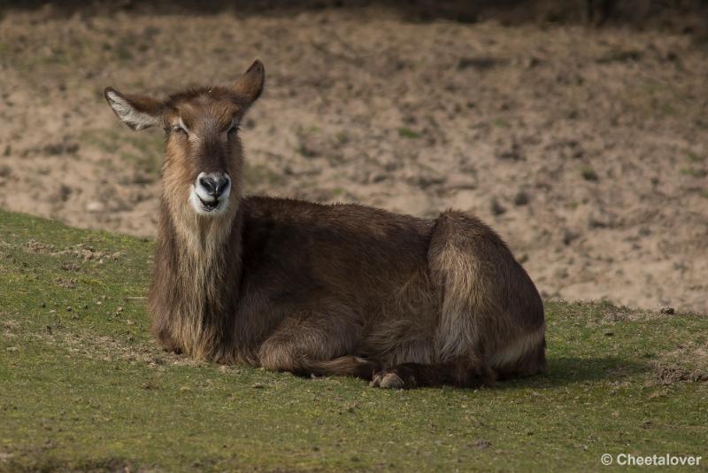 _DSC0627.JPG - Safaripark Beekse Bergen