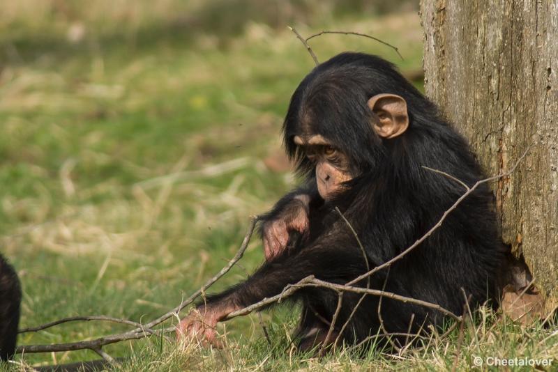 _DSC0634.JPG - Safaripark Beekse Bergen