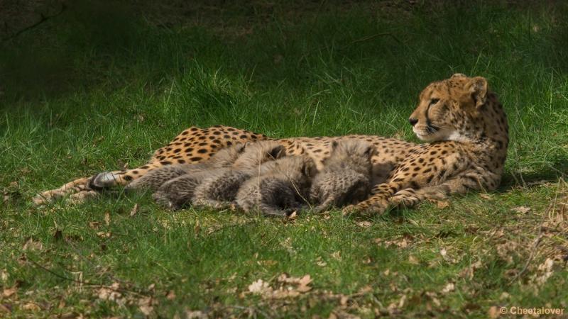 _DSC0660.JPG - Safaripark Beekse Bergen