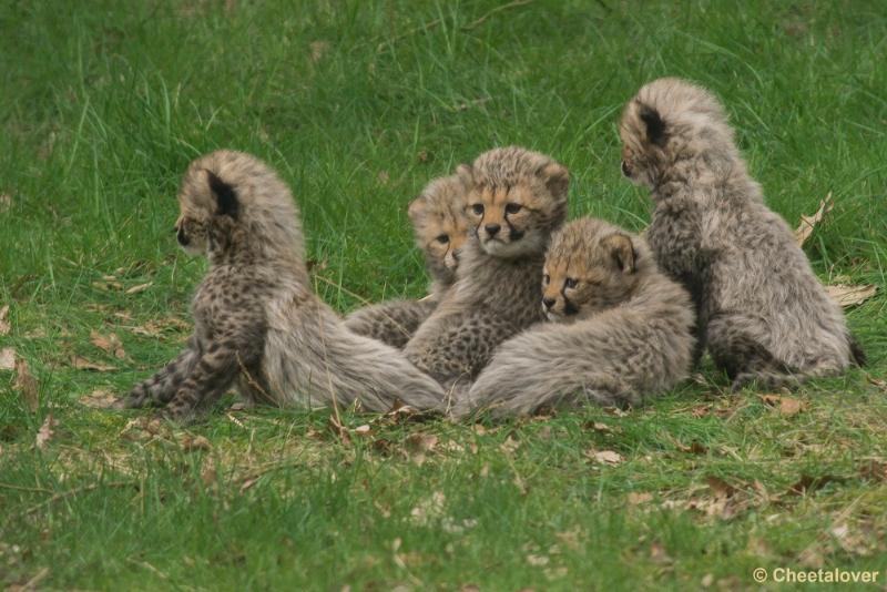 _DSC0744.JPG - Safaripark Beekse Bergen