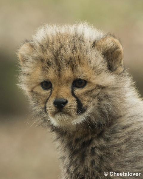 _DSC0856.JPG - Safaripark Beekse Bergen