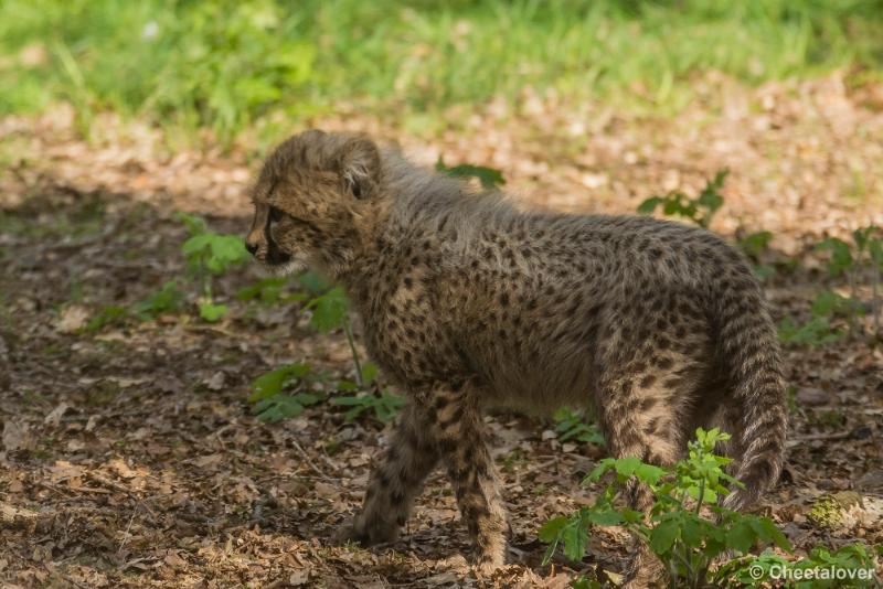 _DSC0030.JPG - Safaripark Beekse Bergen