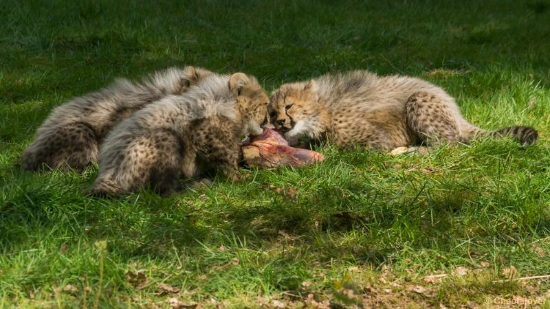 _DSC0048.JPG - Safaripark Beekse Bergen