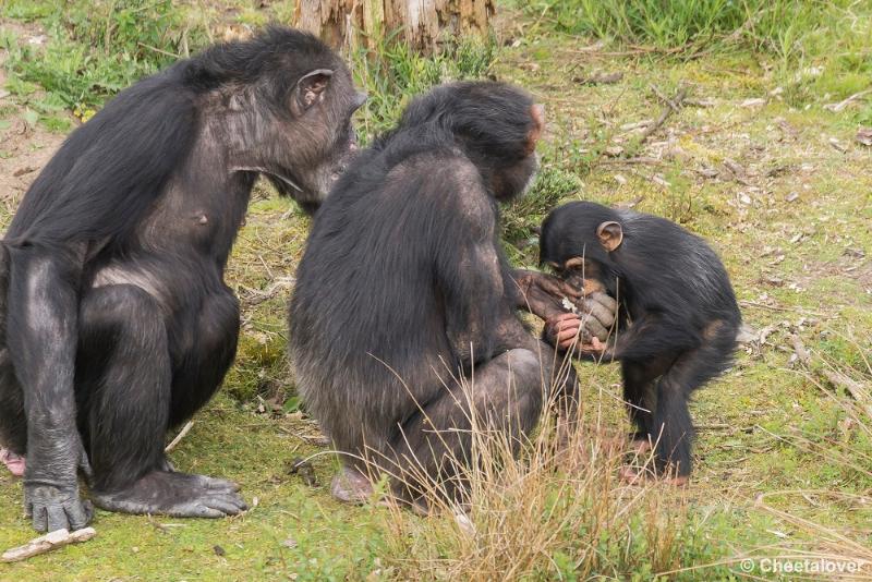 _DSC0437.JPG - Safaripark Beekse Bergen