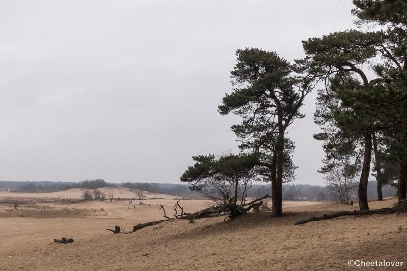 P1380288.JPG - 2018-03-11 Loonse en Drunense Duinen