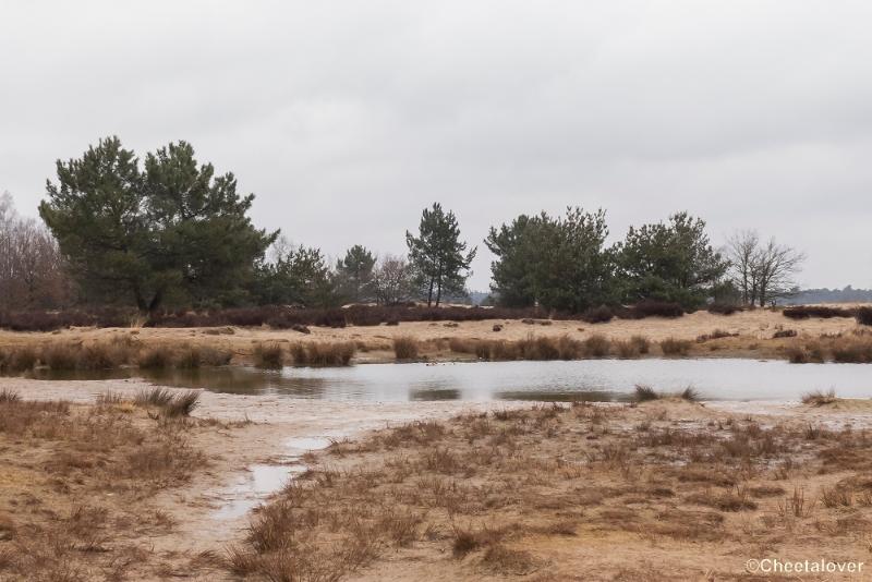 P1380324.JPG - 2018-03-11 Loonse en Drunense Duinen