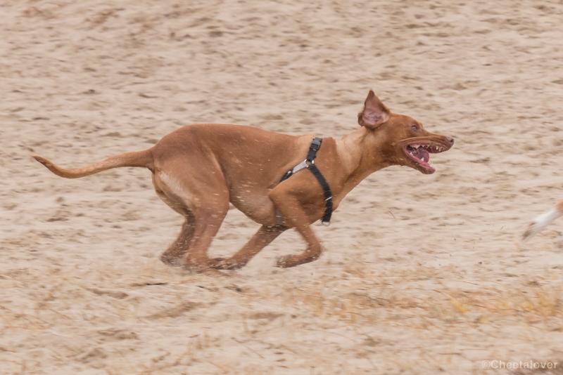 P1380336.JPG - 2018-03-11 Loonse en Drunense Duinen