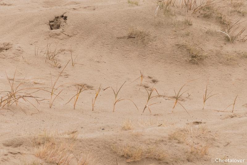 P1380345.JPG - 2018-03-11 Loonse en Drunense Duinen