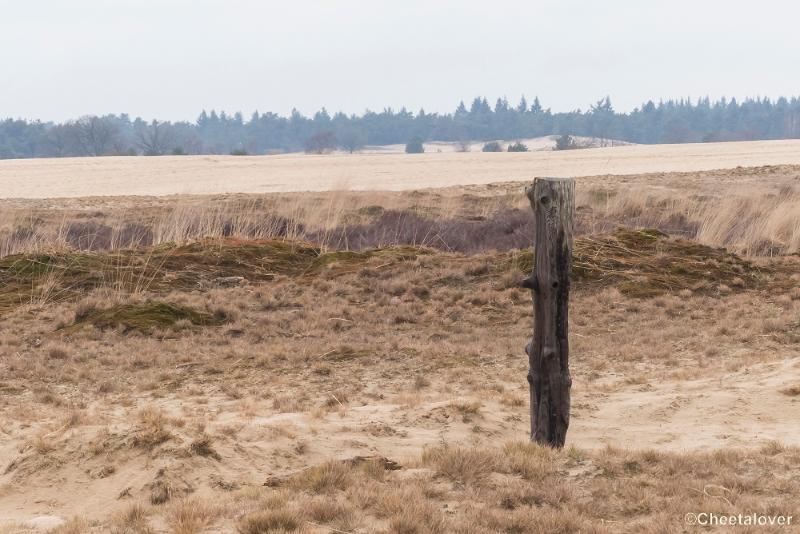 P1380348.JPG - 2018-03-11 Loonse en Drunense Duinen