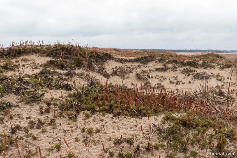 P1380350.JPG - 2018-03-11 Loonse en Drunense Duinen