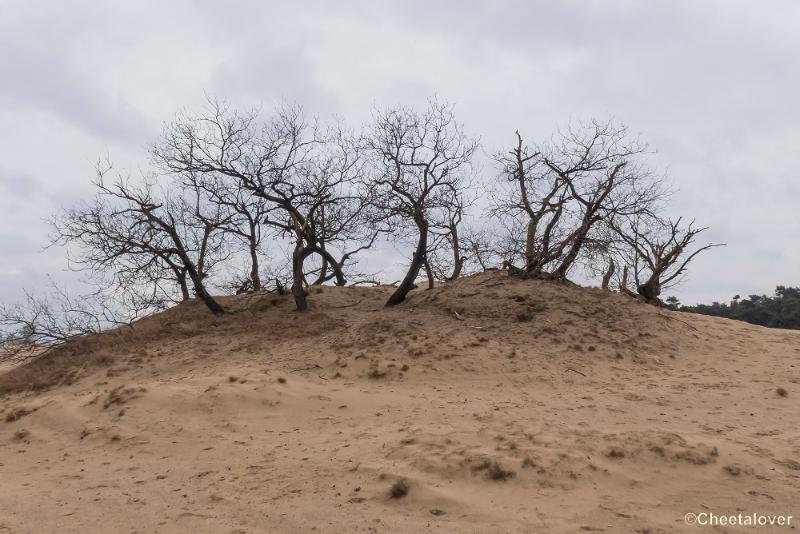 P1380358.JPG - 2018-03-11 Loonse en Drunense Duinen