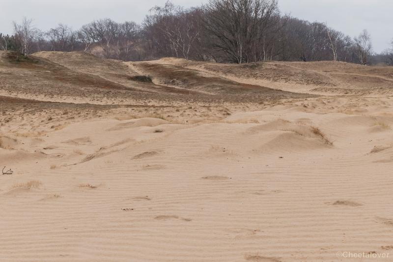 P1380365.JPG - 2018-03-11 Loonse en Drunense Duinen