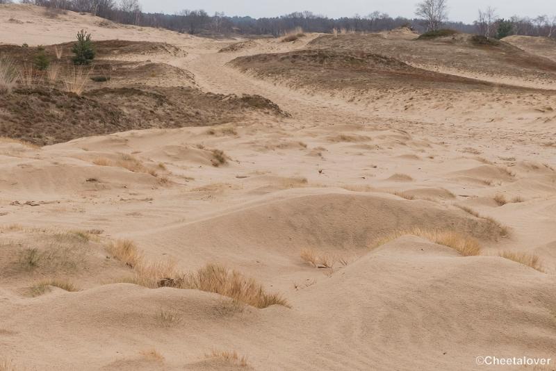 P1380369.JPG - 2018-03-11 Loonse en Drunense Duinen