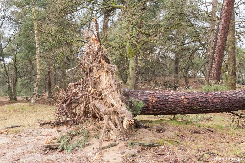 P1380382.JPG - 2018-03-11 Loonse en Drunense Duinen