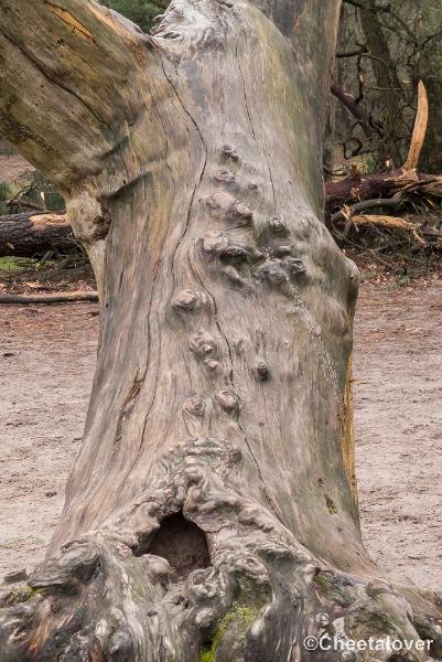 P1380384.JPG - 2018-03-11 Loonse en Drunense Duinen