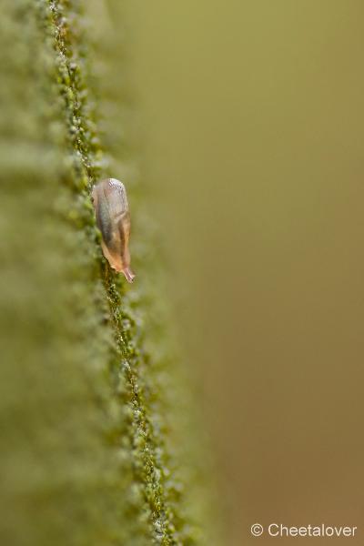 _DSC0039.JPG - Natuurgebied De Brand