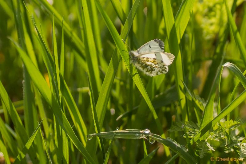 _DSC0100.JPG - Natuurgebied De Brand