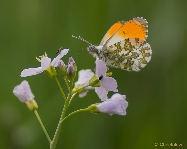 _DSC0124.JPG - Natuurgebied De Brand