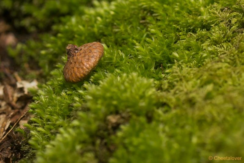 _DSC0155.JPG - Natuurgebied De Brand